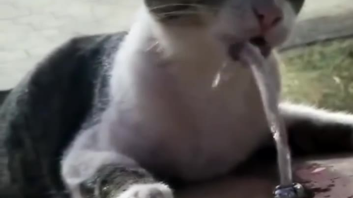 猫猫:帮我开下水龙头